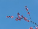 Rosa Kirschbl&uuml;tenzweig vor blauen Himmel 1