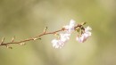 Zweig der Kirschbl&uuml;te