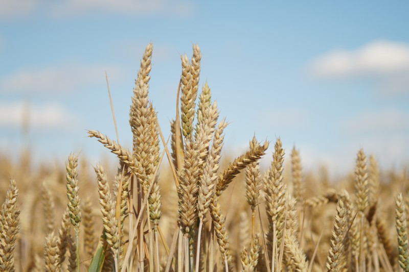Weizenähren vor blauen Himmel
