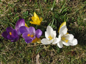 Bunte Krokusgruppe