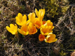 Gelbe Krokusgruppe