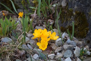 gelbe krokusgruppe 1 20170226 gelbe krokusgruppe 1 20170226