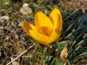Gelber Krokus solo