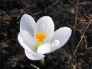 Krokus wei&szlig; solo