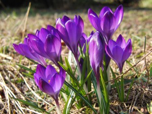 Krokusgruppe lila 6