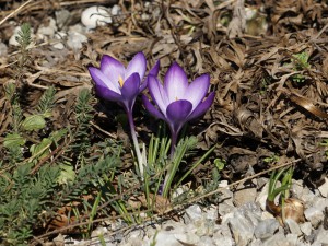 Krokuspaar im Kiesgarten