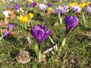 Krokusse auf der Wiese