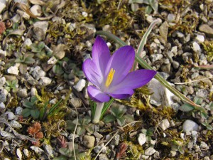Lila Krokus 2
