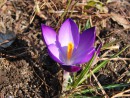 Lila Krokus 4