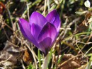 Lila Krokus 6
