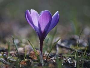 Schöner lila Krokus Schöner lila Krokus