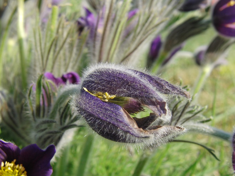  Küchenschelle Knospe