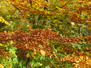 Äste mit Herbstlaub