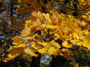 Ahornblätter gold-braun