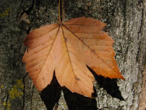 Ahornblatt am Stamm braun
