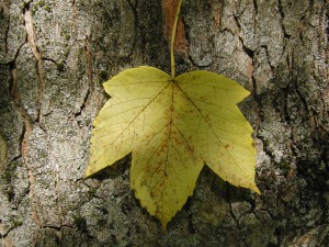 Ahornblatt am Stamm gelb 4