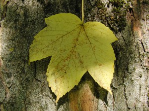 Ahornblatt am Stamm gelb 3