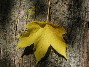 Ahornblatt am Stamm gelb 2