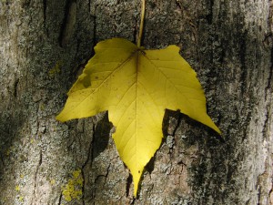 Ahornblatt am Stamm gelb 1