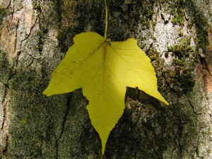 Ahornblatt am Stamm gelb
