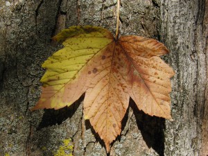 Ahornblatt am Stamm gelbbraun