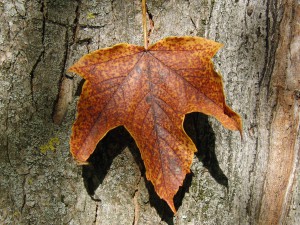 Ahornblatt am Stamm rotbraun
