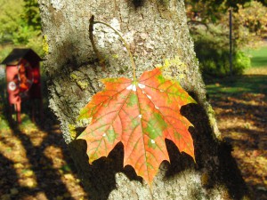 Ahornherbstblatt am Stamm