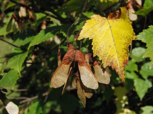 Ahornsamen und gelbes Laub