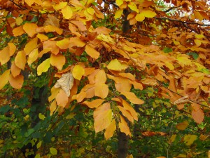 Ast mit braunen Laub