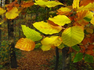 Ast mit schönen Herbstlaub
