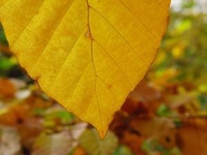 Braunes Buchenblatt