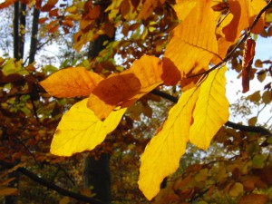 Buchenzweig mit gold-braunen Laub