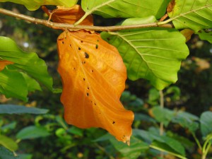 Das erste braune Blatt