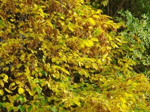 Gebüsch mit gelben Laub