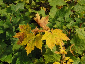 Gelbbraune Ahornblattgruppe bei noch grünen Laub