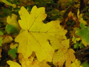 Gelbes Ahornblatt im dunklen Licht