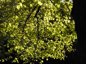 Gelbgrünes Lindenlaub am Ast 