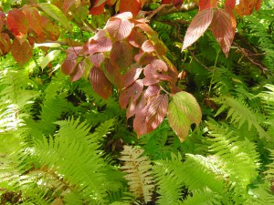 Grün-rotes Laub am Busch