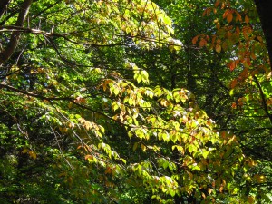 Hainbuchenast mit gelb-grünen Laub