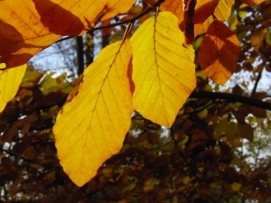 Herbstlaub duo am Ast