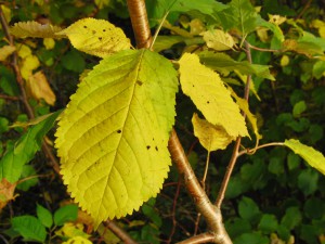 Gelb-grünes Buchblatt am Zweigbstlaubzweig