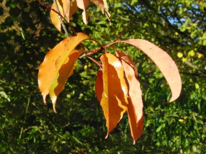 Kleiner Zweig mit braunen Laub