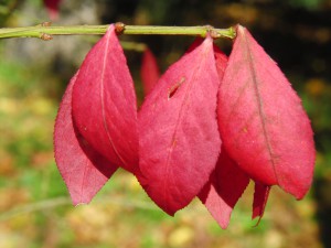 Kleiner Zweig mit roten Laub