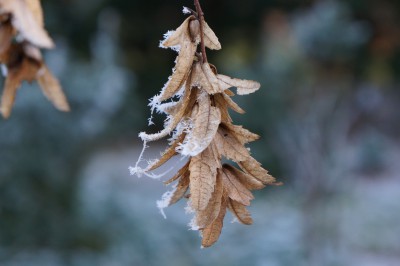 Laub am Baum & Busch