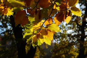 Laubast im Herbstlicht