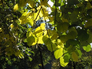 Lindenast mit gelb grünen Laub