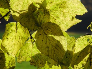 Lindenblätter im Herbst 1