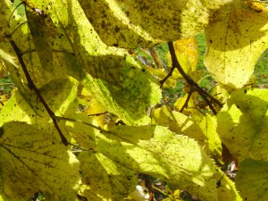 Lindenblätter im Herbst
