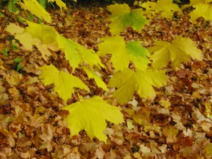 Noch nicht gefallene gelbgrüne Ahornblätter
