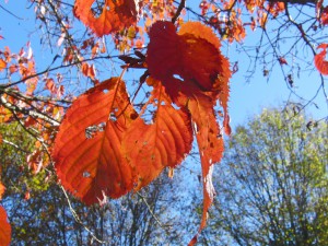 Rotbraune Buchenblätter am Zweig